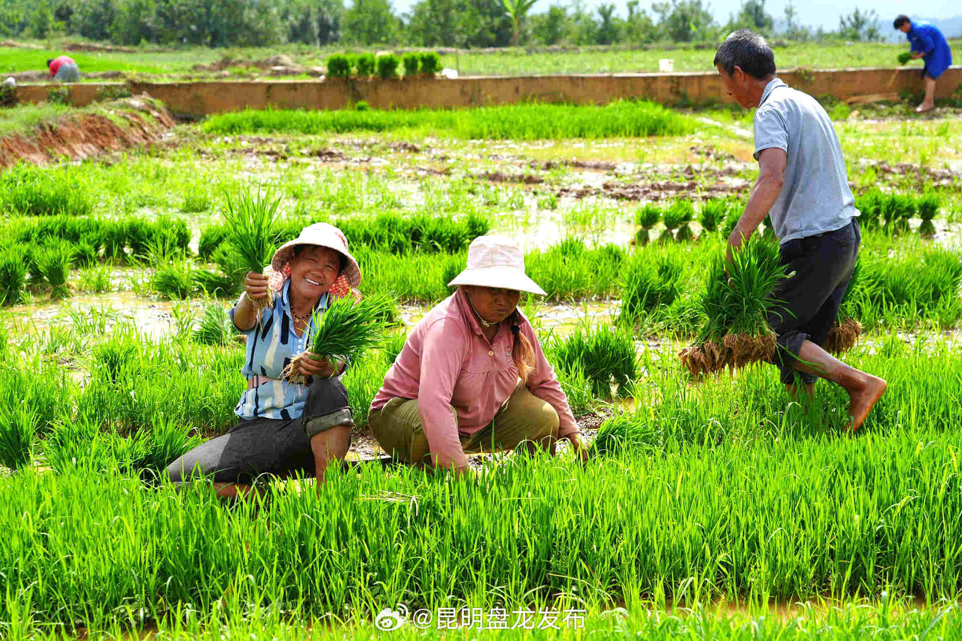 记者蹲点看振兴｜凤庆：农田插秧忙 田野披“绿妆”