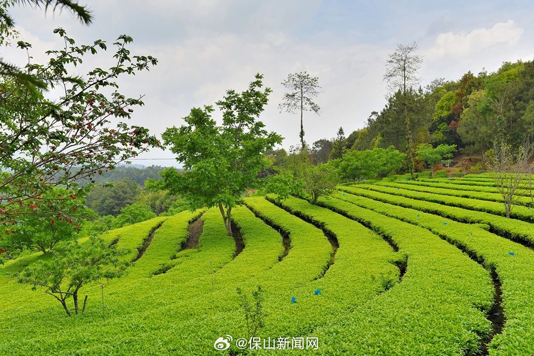 保山新闻网