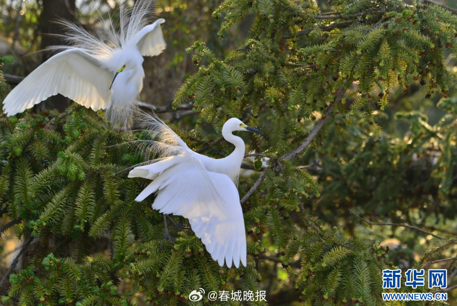 春城晚报