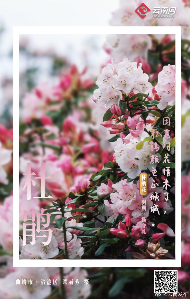 云南发布