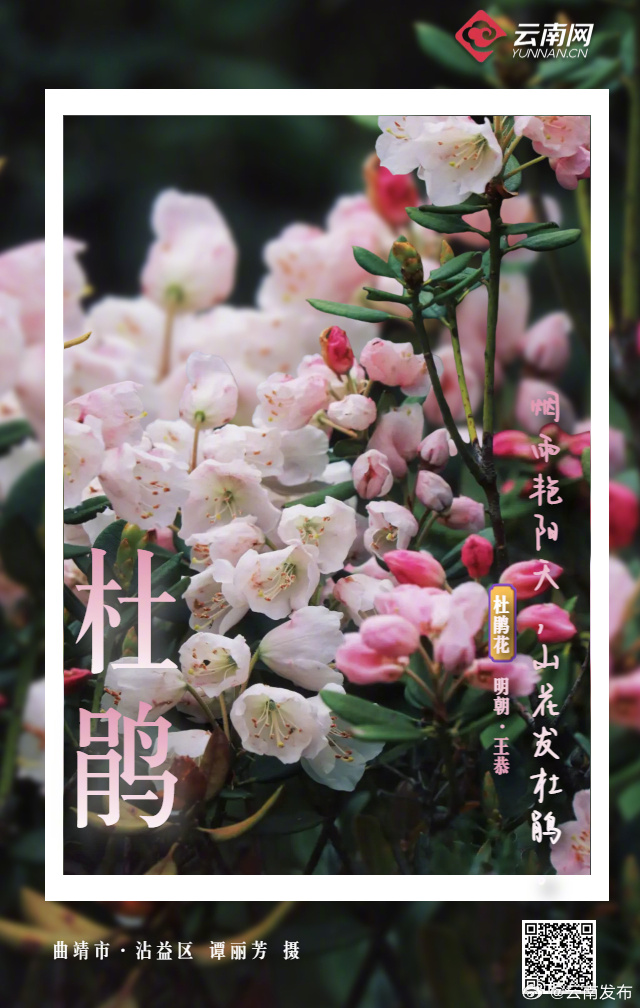 云南发布