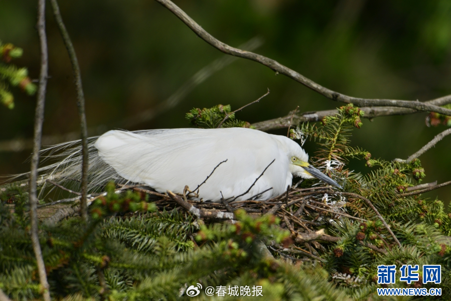 春城晚报