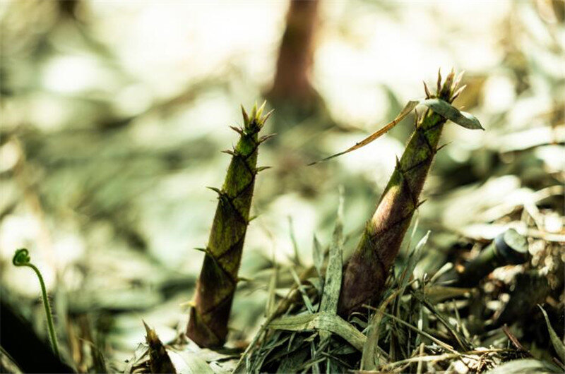 云南省文化和旅游厅