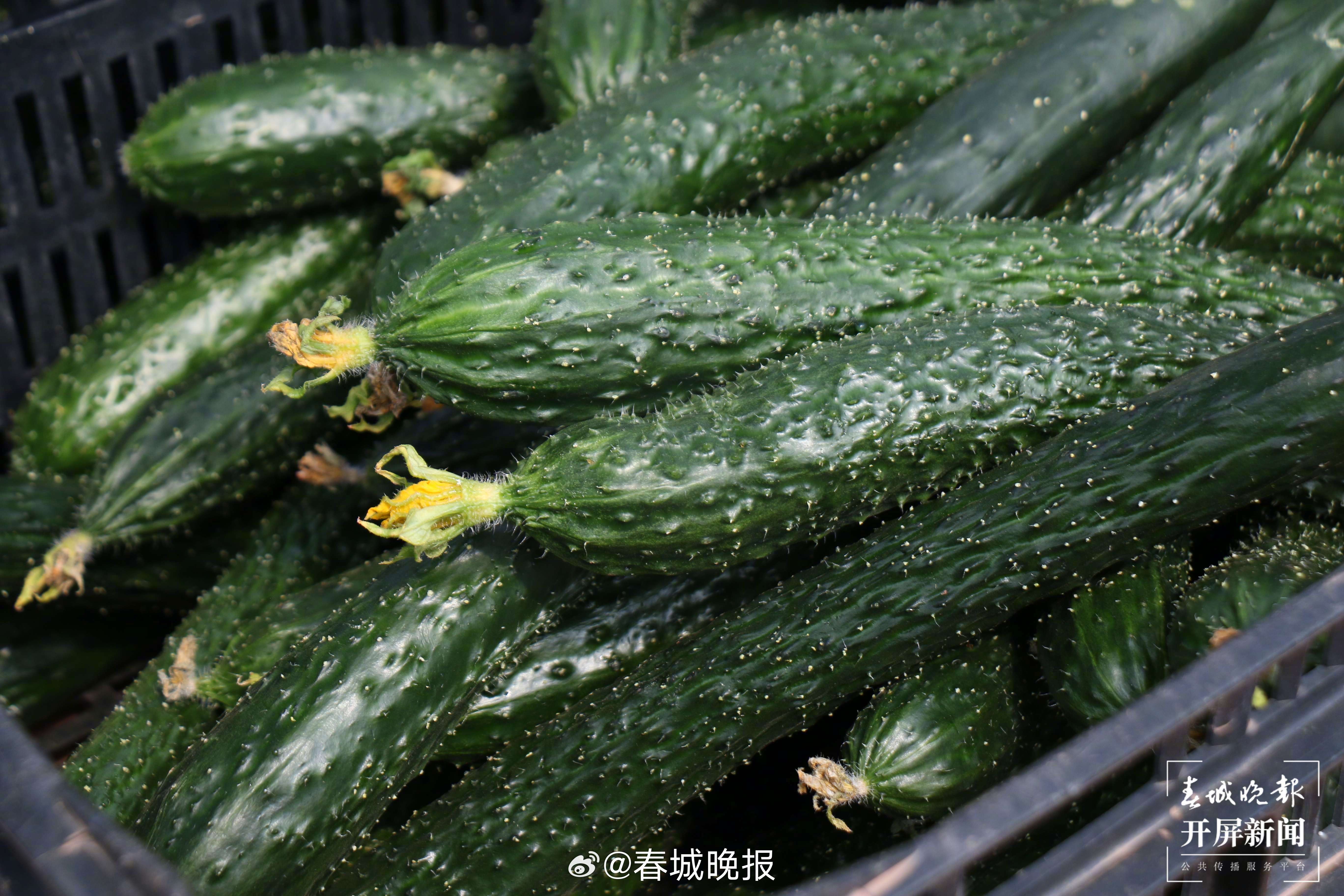 春城晚报