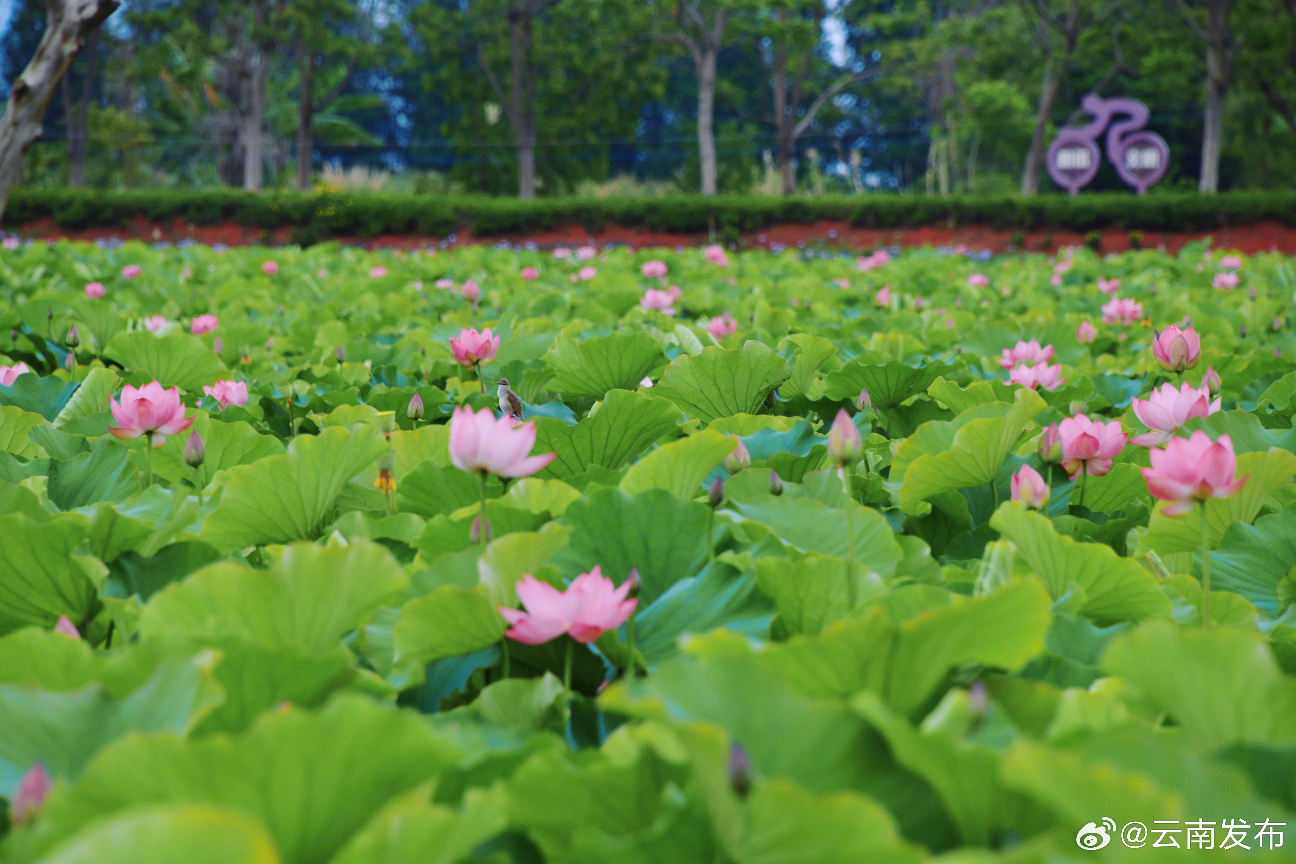 云南环境空气质量预报
