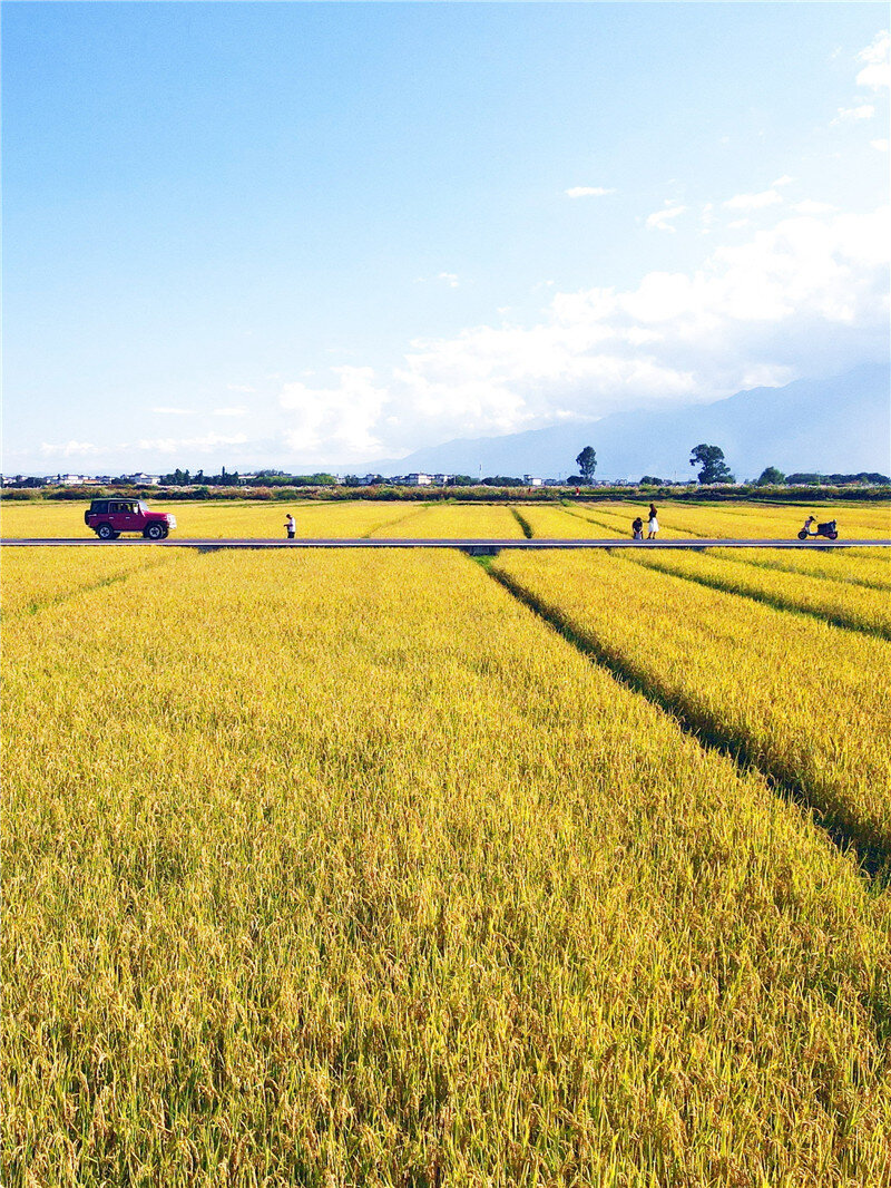 云南省文化和旅游厅