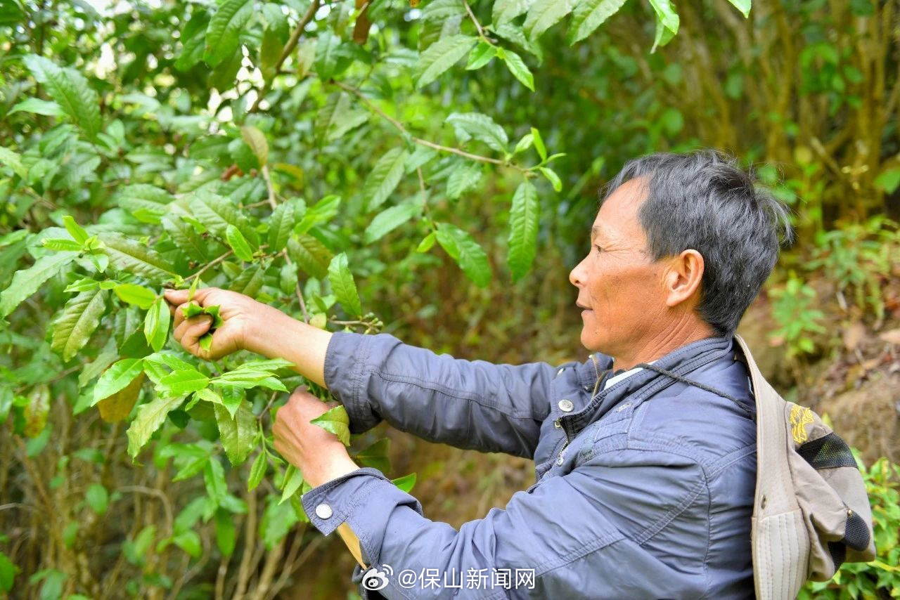 保山新闻网