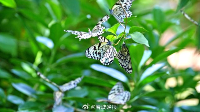 春城晚报