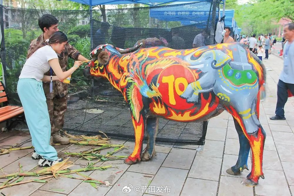 文化中国行 | 江城县擦亮牛体彩绘文化名片 传统民俗展现全新风采