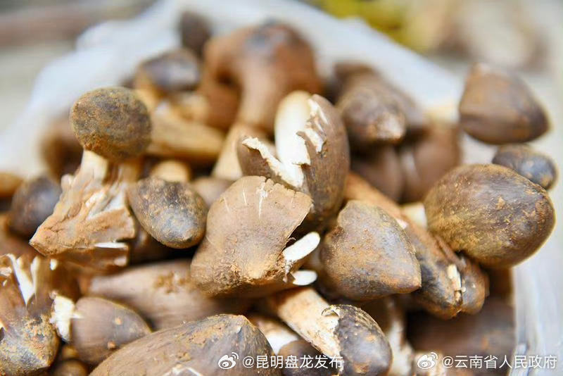 我省全力打造全国一流食用菌科研创新平台