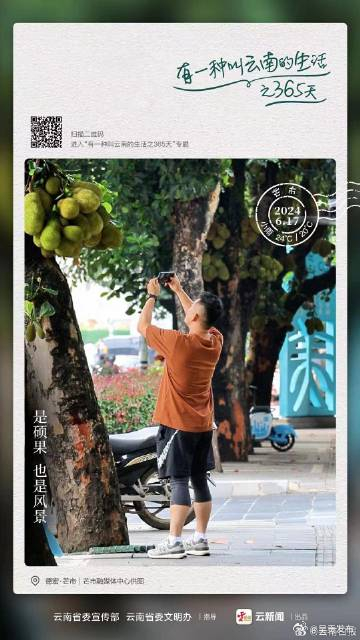 亮了，是硕果，也是风景！——有一种叫云南的生活之365天