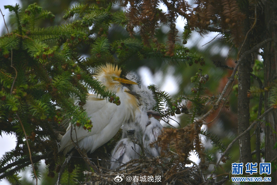 春城晚报