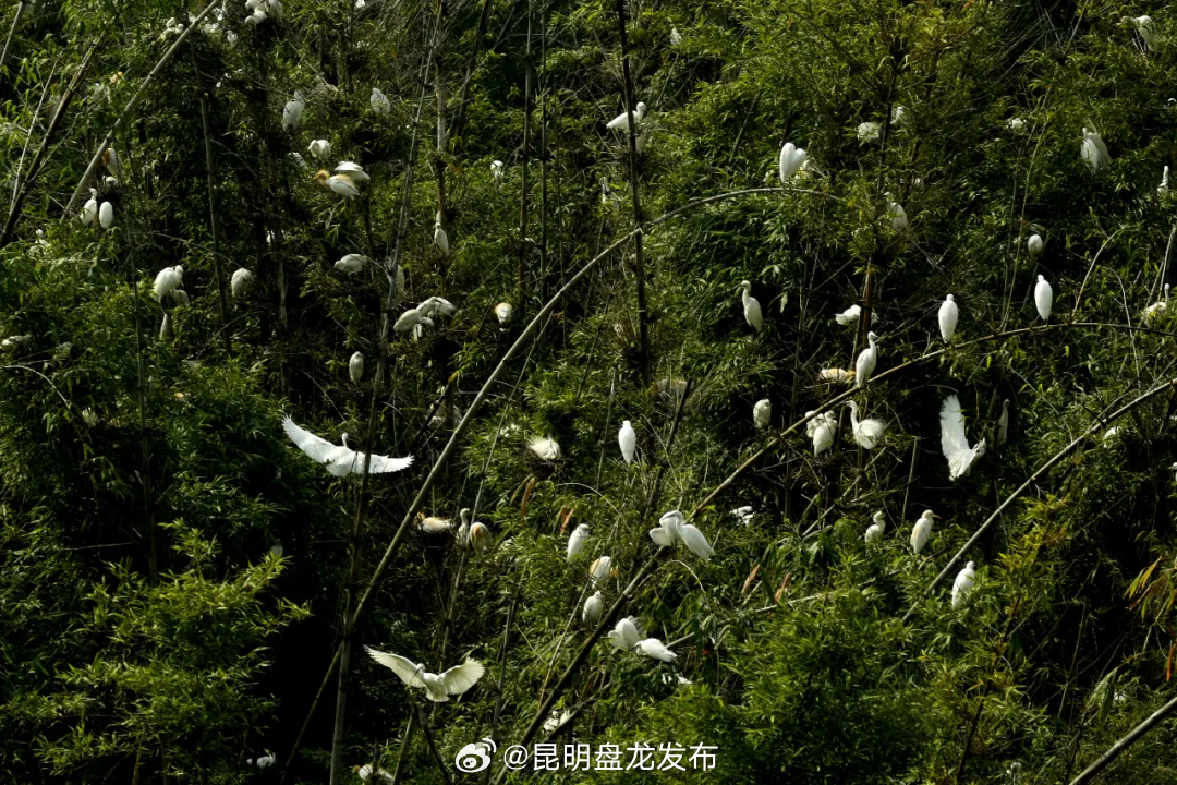 昆明盘龙发布