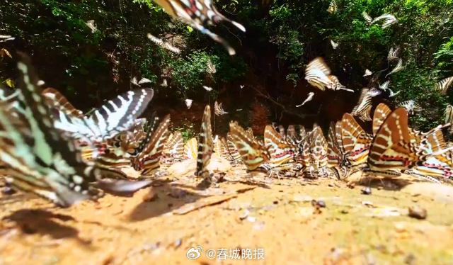 春城晚报