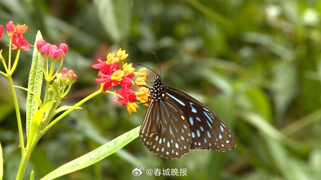 春城晚报