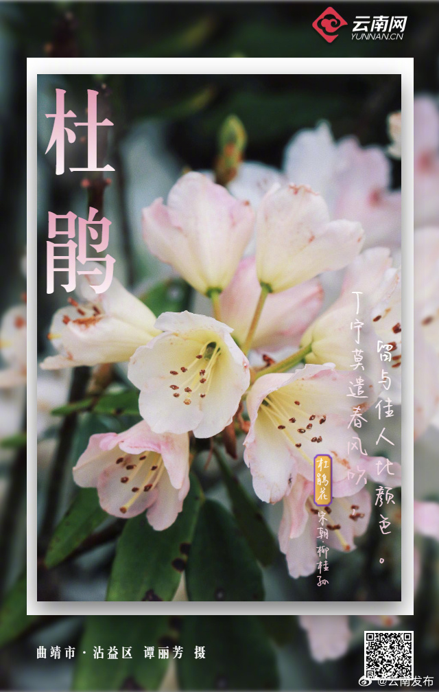 云南发布