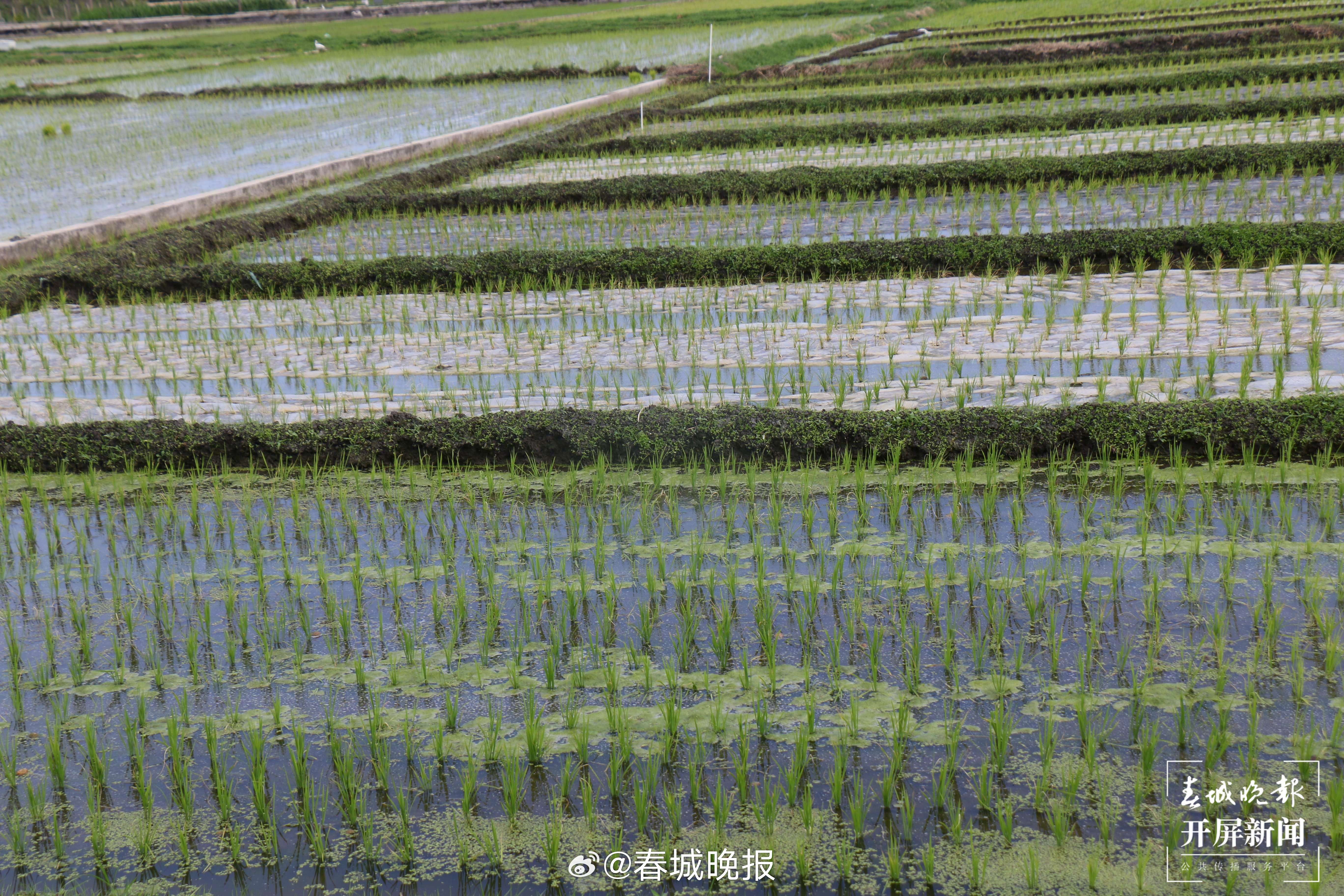 产业兴农看大理 | 洱海旁的农田里藏着多少生态密码
