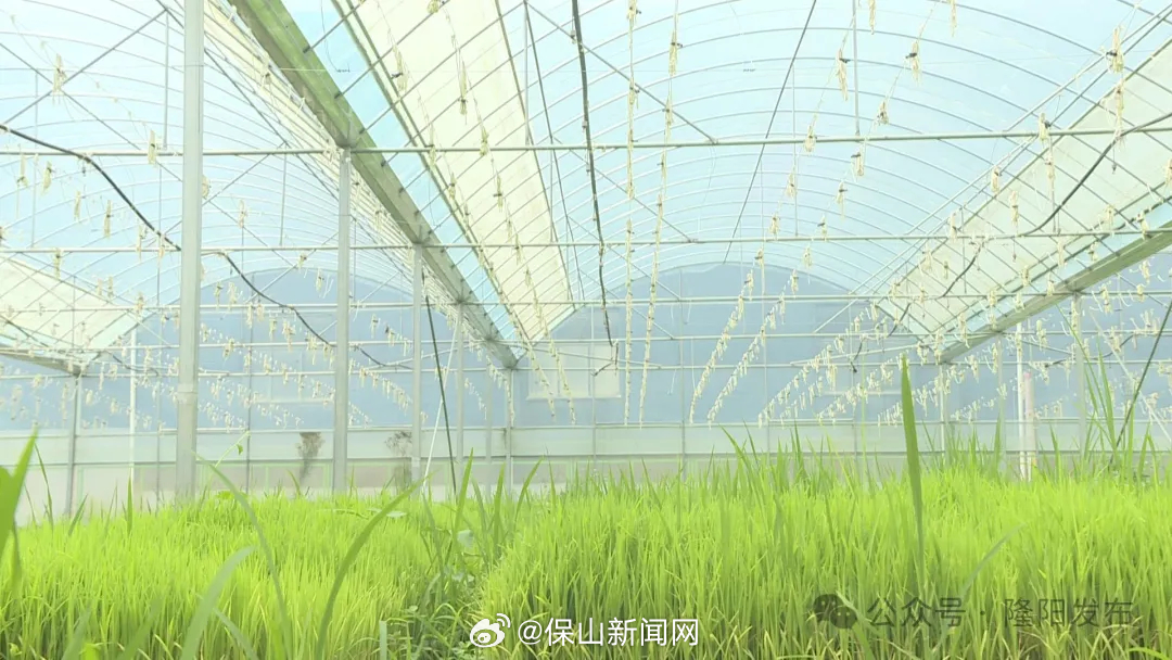 保山新闻网