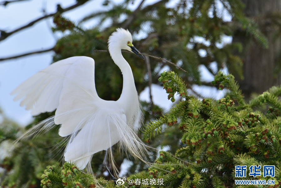 春城晚报