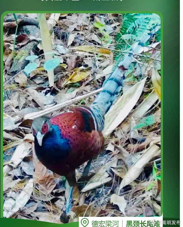 多彩生灵 云南持续上新