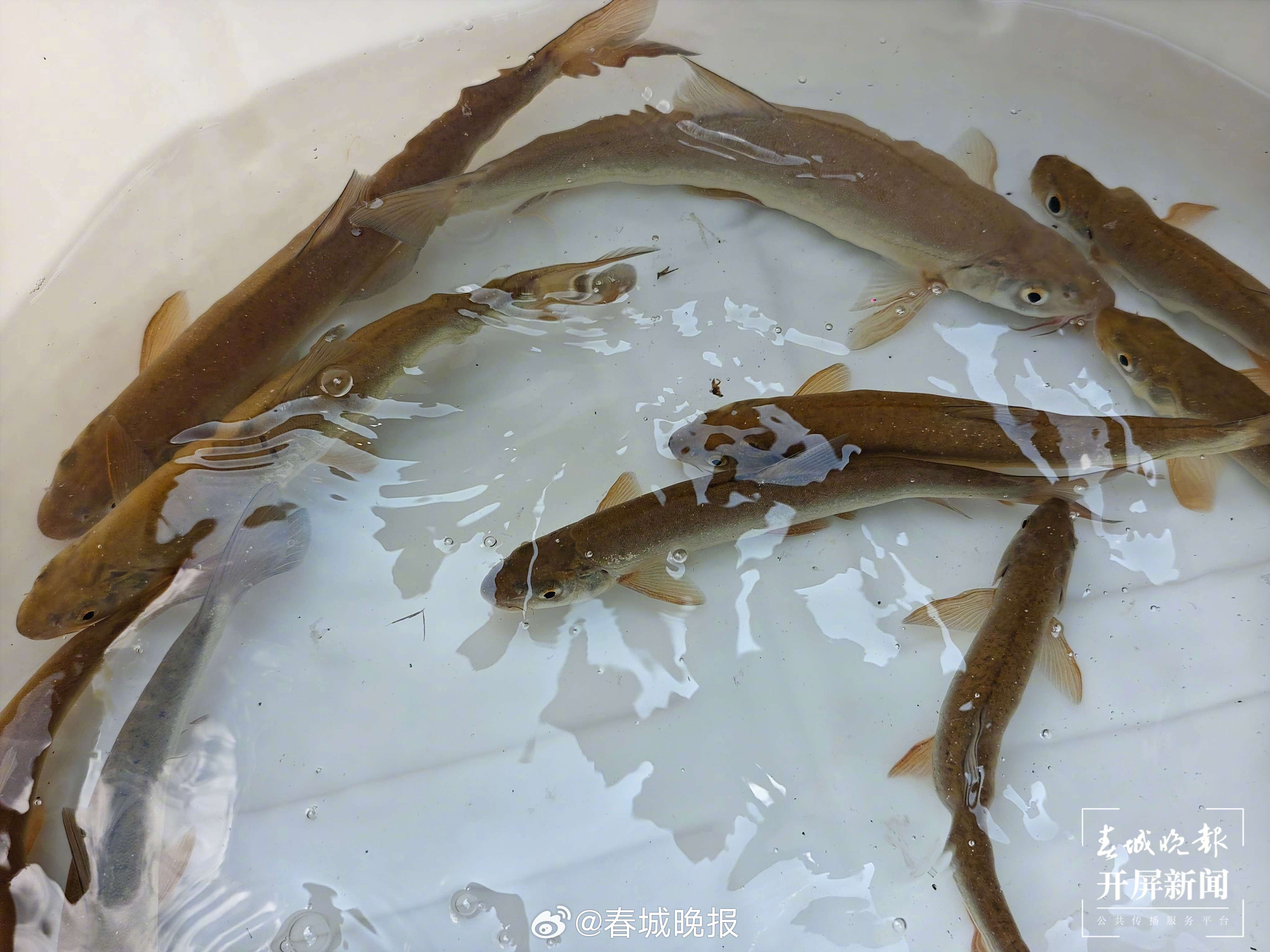 产业兴农看大理 | 洱海弓鱼“上山”记