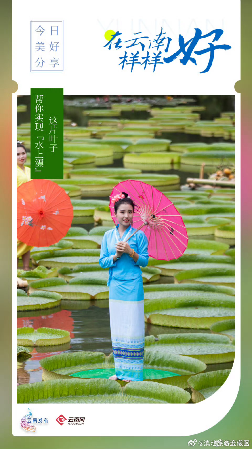 在云南样样好丨 这片叶子，帮你实现“水上漂”