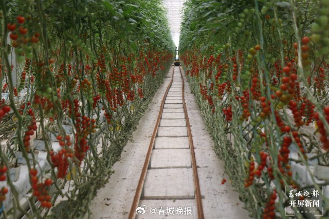 产业兴农看大理 | 一颗弥渡智慧樱桃番茄闯市场