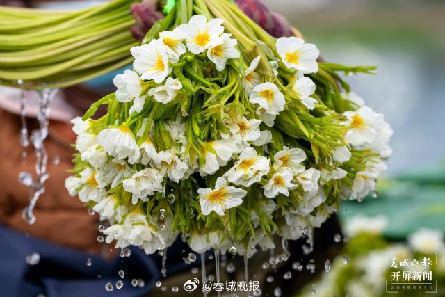 产业兴农看大理 | 小海菜，护了生态，富了口袋