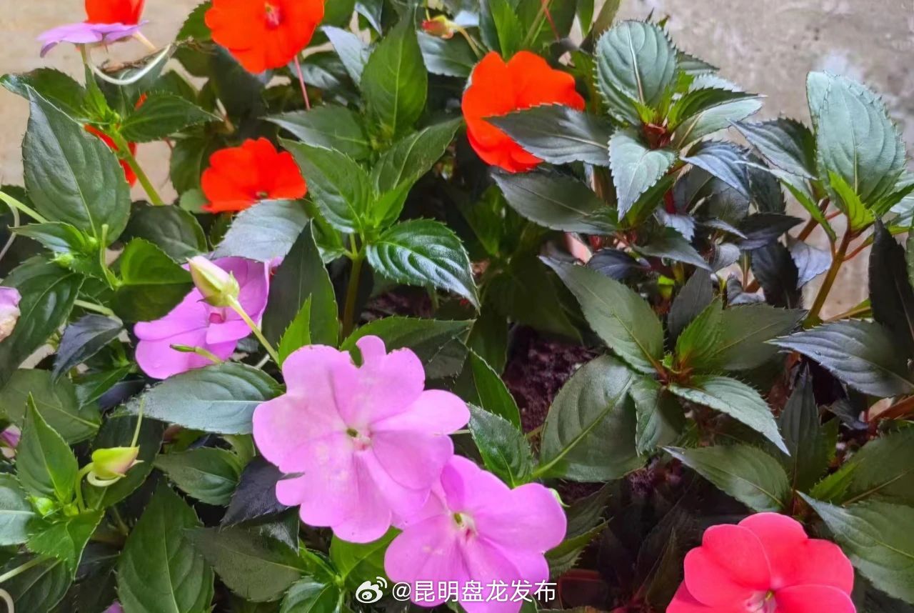 昆明盘龙发布