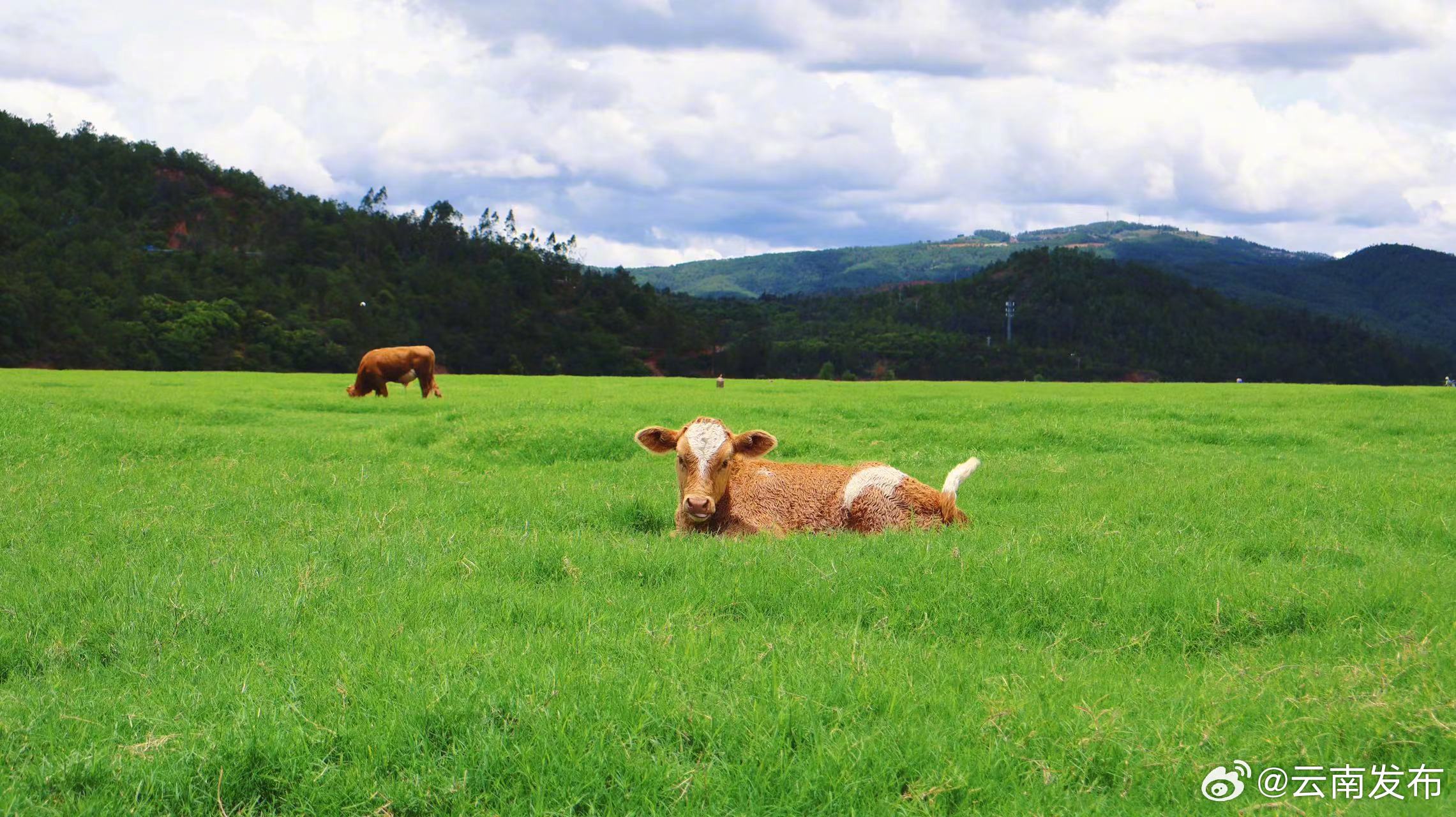 云南发布