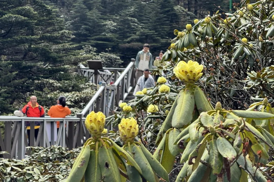 云南省文化和旅游厅