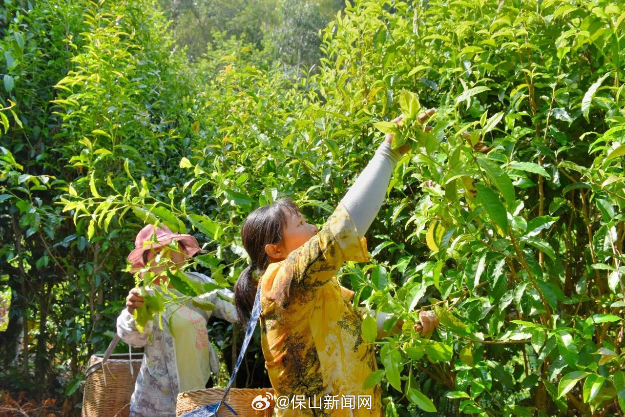保山新闻网