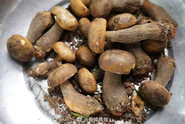 春城晚报
