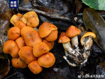 云南发现大型真菌新物种，定名为“永平囊皮伞”
