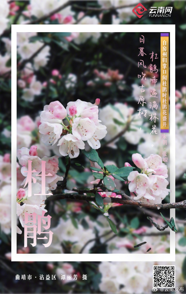 云南发布