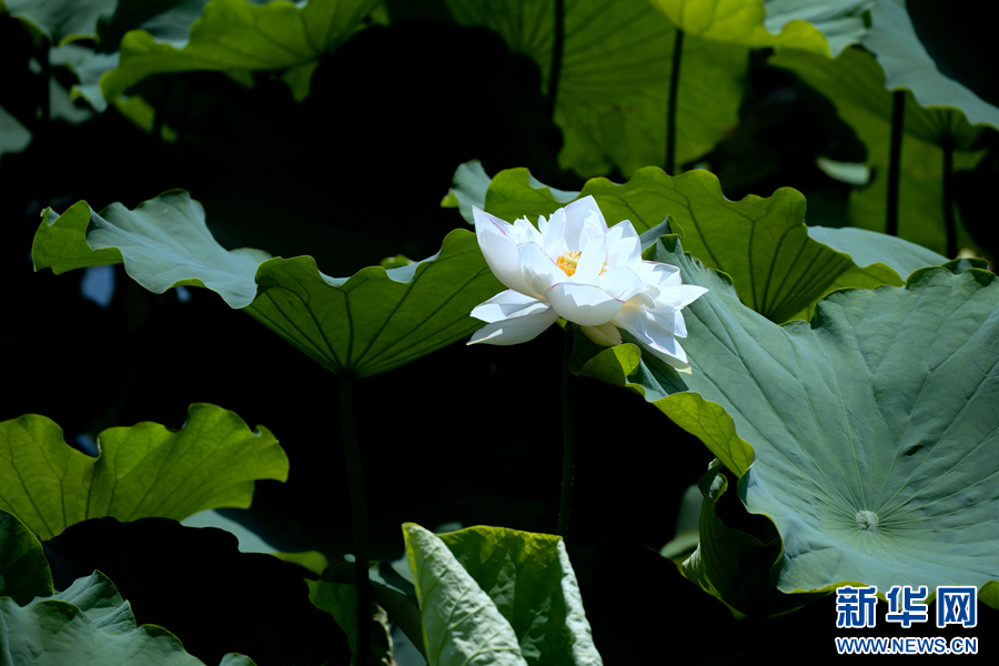 云南省文化和旅游厅