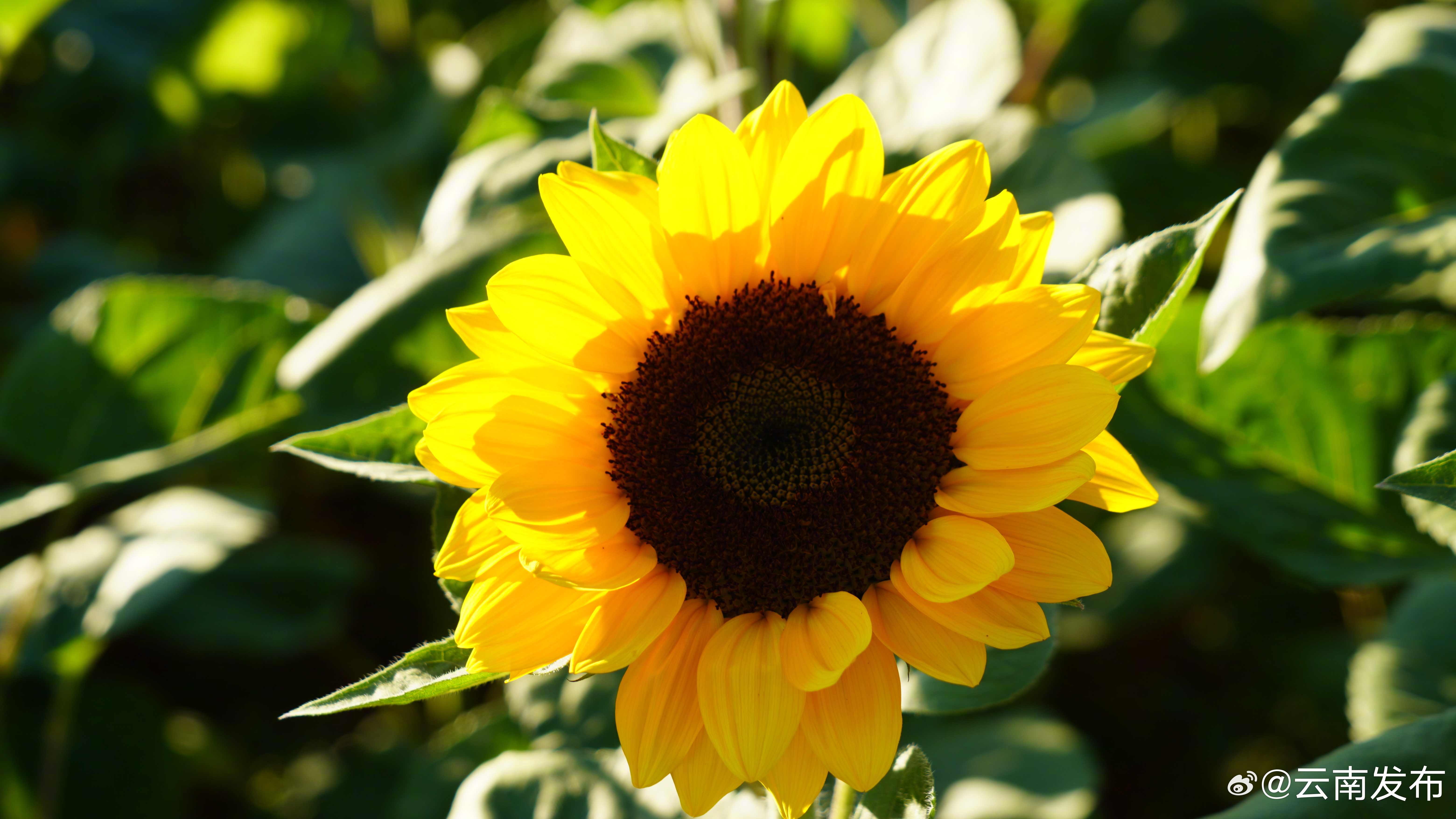 云南发布