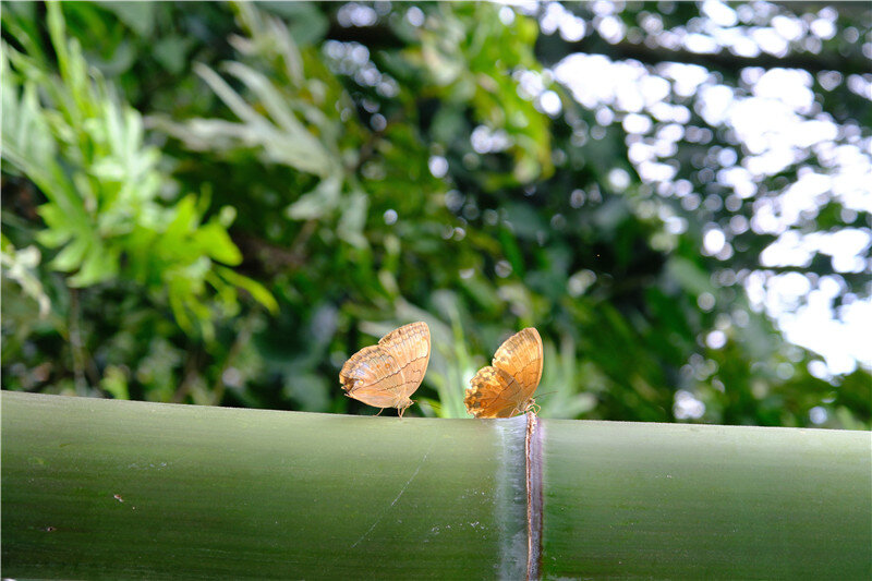 云南省文化和旅游厅