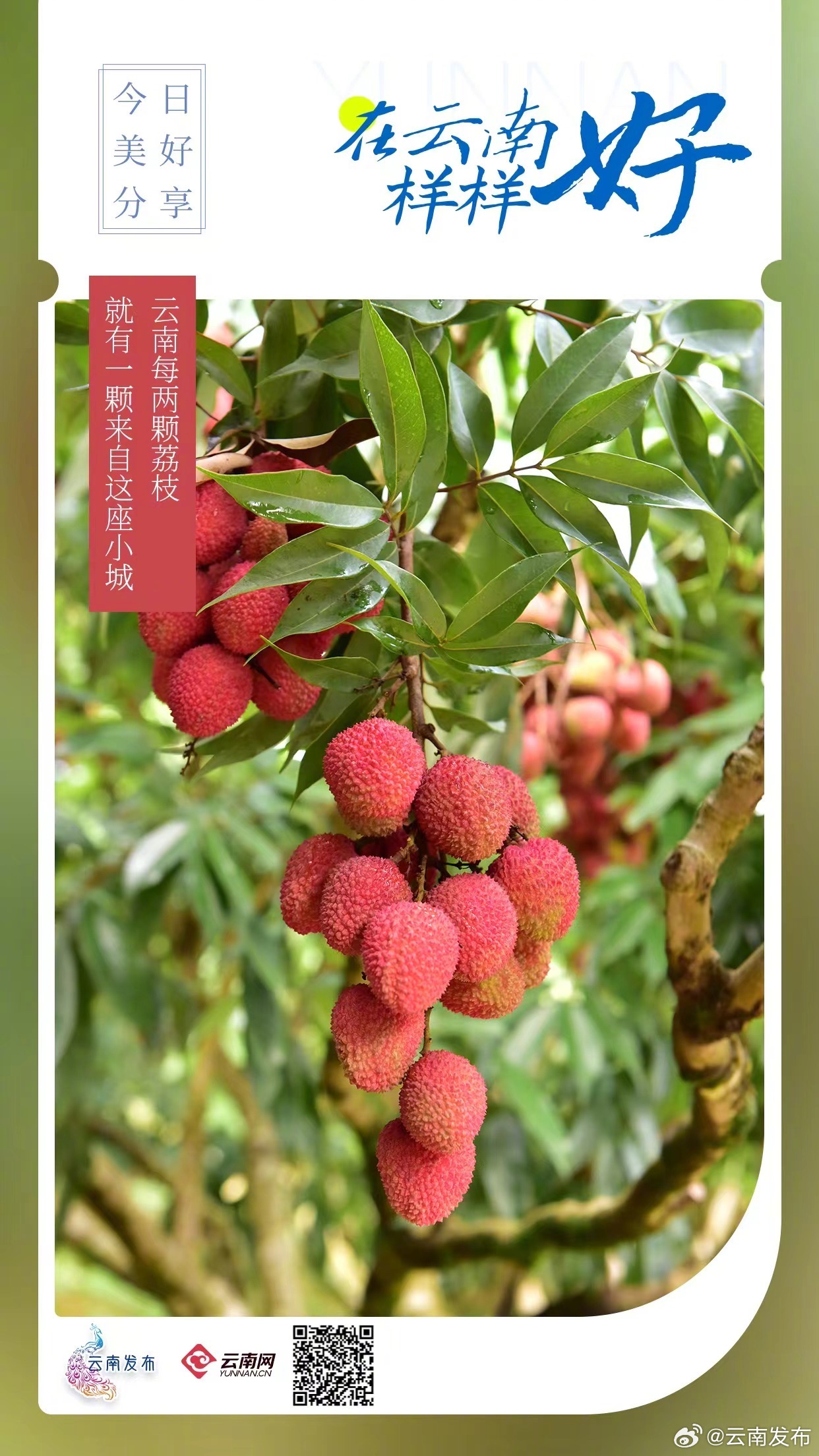 云南每两颗荔枝就有一颗来自这座小城