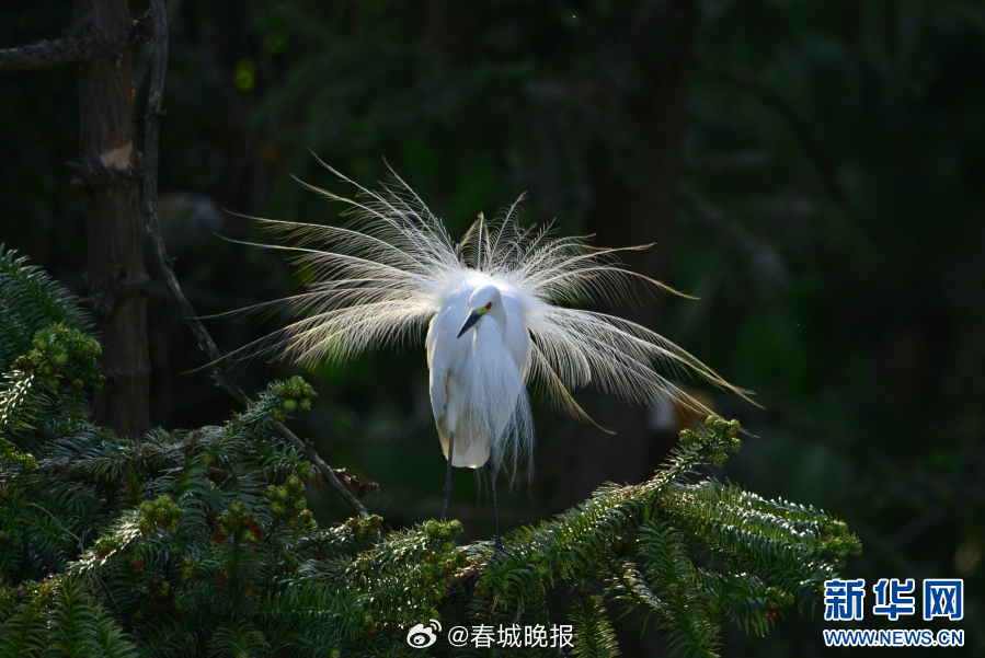 春城晚报