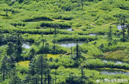 “以一带十” 云南林草乡土专家助力集体林改