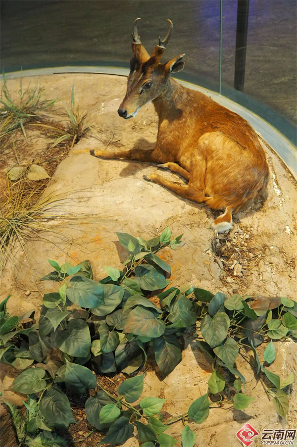 云南省文化和旅游厅