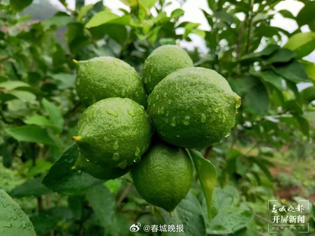 日照2320小时的香水柠檬，有点甜