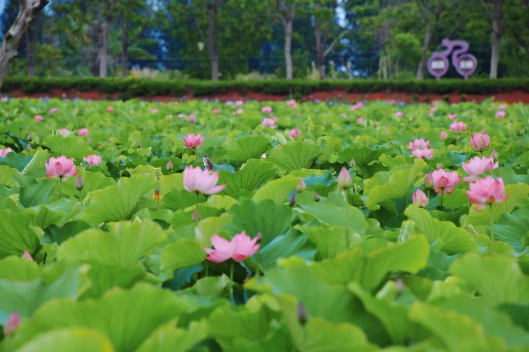云南省文化和旅游厅