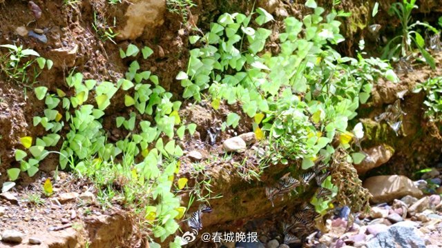 春城晚报