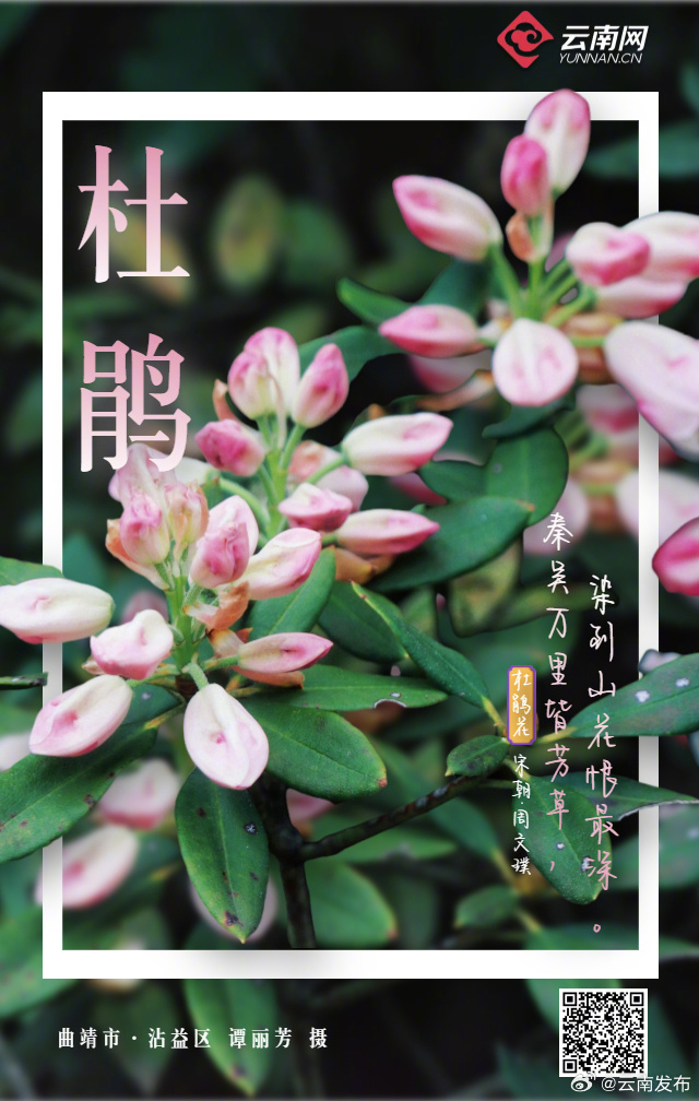云南发布