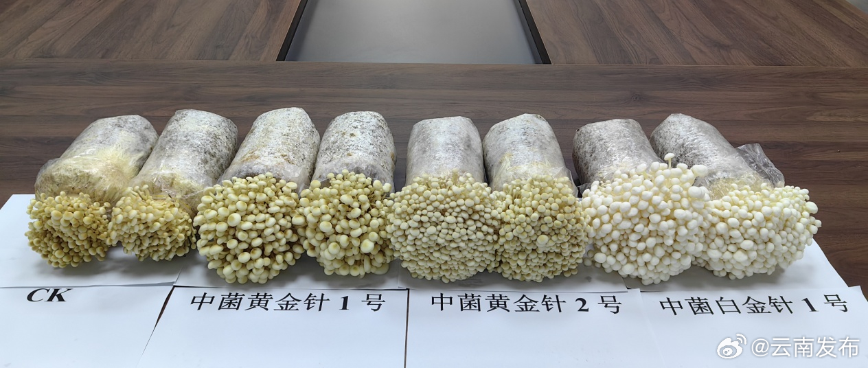 云南3个拥有自主知识产权的金针菇工厂化新品种通过鉴定