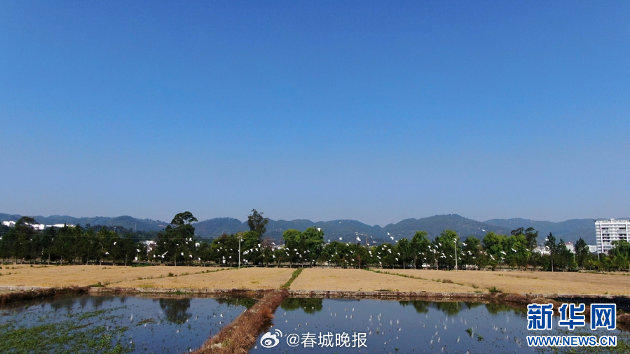 春城晚报