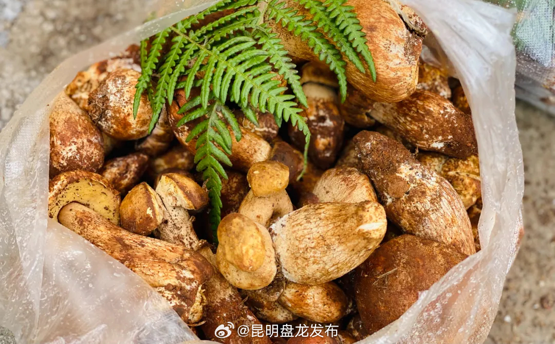 昆明盘龙发布