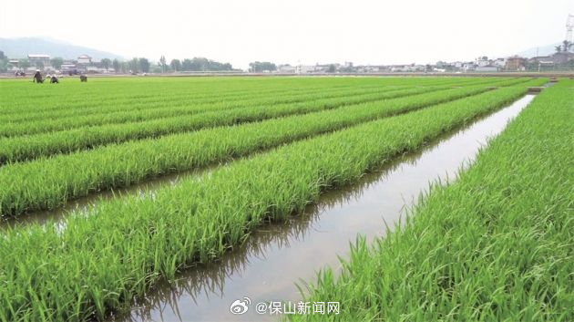 施甸3万余份育种材料竞选“优等生”